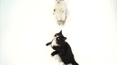Animals cats white background pets feline