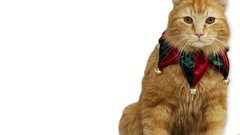 Animals cats white background Simple Background