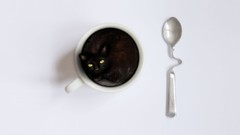 Animals cats white background spoons Simple Background coffee 