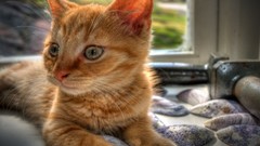 Animals cats window HDR Photography