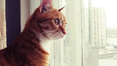 Animals cats window panes