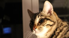 Animals cats window panes