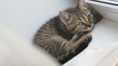 Animals cats window panes