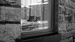 Animals cats windows monochrome