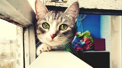 Animals cats windowsill green eyes