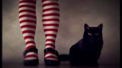 Animals cats witch striped clothing