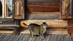Animals cats Wood