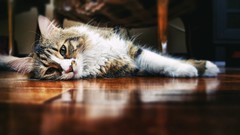 Animals cats Wood floor indoors