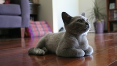 Animals cats wood floor laying down laying on stomach