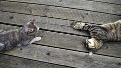 Animals cats wooden floor