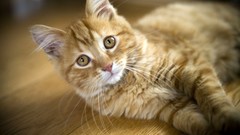 Animals cats wooden floor