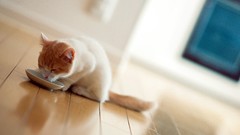 Animals cats wooden floor ben torode