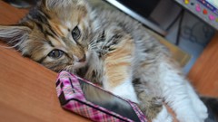 Animals cats xperia Sony Ericsson