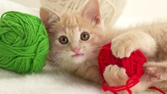 Animals cats yarn