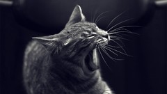 Animals cats yawns