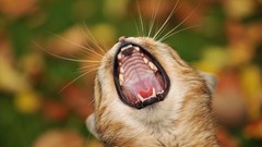 Animals cats yawns