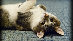 Animals cats yellow eyes