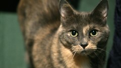 Animals cats yellow eyes