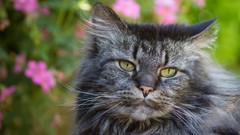 Animals cats yellow eyes