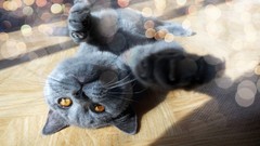 Animals cats yellow eyes