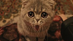 Animals cats yellow eyes