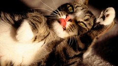 Animals cats yellow eyes