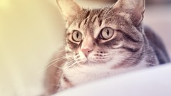 Animals cats yellow eyes