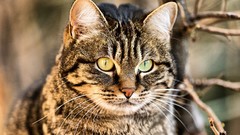 Animals cats yellow eyes