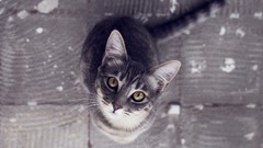 Animals cats yellow eyes