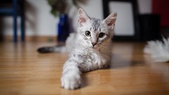 Animals cats yellow eyes