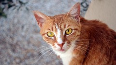 Animals cats yellow eyes