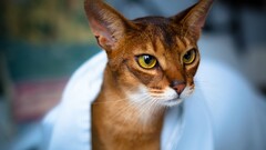 Animals cats yellow eyes feline blurred Mammals