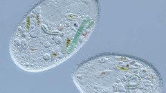 Animals cells bacteria microscopic