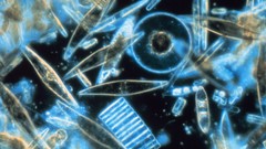 Animals cells underwater microscopic plankton