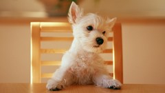 Animals chairs Puppies Dogs Tables white hair maltese
