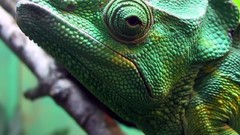 Animals chameleon