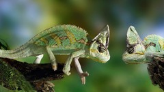 Animals chameleon fight two lizards