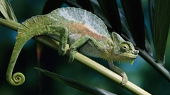 Animals chameleons