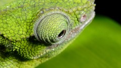 Animals chameleons