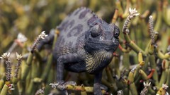 Animals chameleons