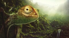 Animals chameleons lizards