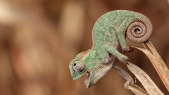 Animals chameleons nature happy skin open mouth depth of field