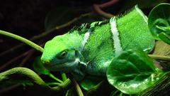 Animals chameleons Reptiles