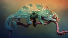 Animals chameleons Reptiles