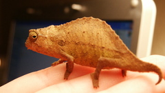 Animals chameleons Reptiles animal