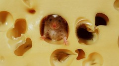 Animals cheese Rats mice