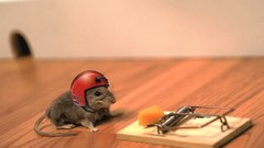 Animals cheese Trap funny Rats