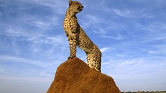 Animals cheetahs