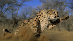 Animals cheetahs