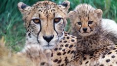 Animals cheetahs
